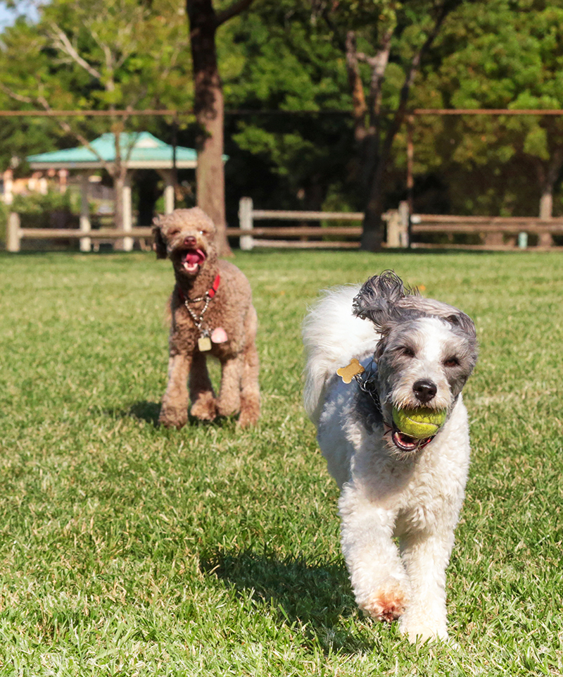 dogs-in-park-crop-web